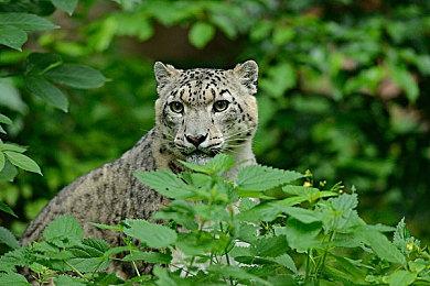 《小小梦魇3》全新预告 和朋友一同游玩吧